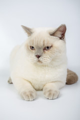 British beige, Lilac, white,Color Point, cat isolated on a white background, studio photo