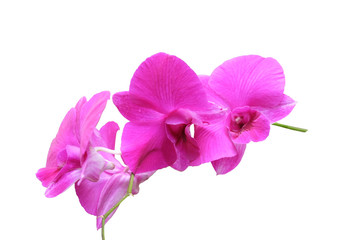 Naklejka na ściany i meble Pink orchid isolated on white background.