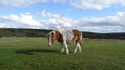 Fototapeta na wymiar pony on a field
