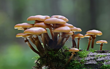Wild forest mushrooms - obrazy, fototapety, plakaty