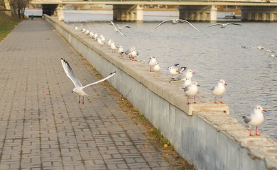 A group of lake seagulls on the pea canal parapet in the fall morning 5.