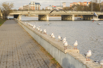 A group of lake seagulls on the pea canal parapet in the fall morning 6.