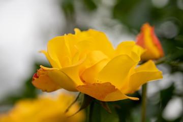 バラの花　千葉県八千代市　日本