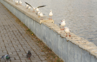 A group of lake seagulls on the pea canal parapet in the fall morning.