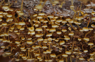 Wild forest mushrooms