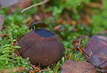 Wild forest mushrooms