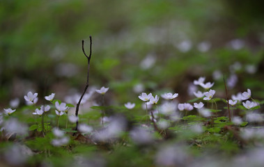 White wild flowers