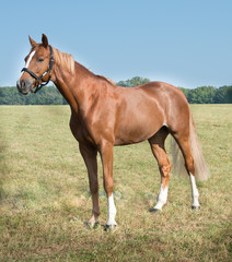 Fototapeta premium Chacco: gelding, from Ciacomo / Lanciano