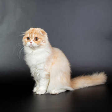Fold long-haired ginger cat on a black background, studio photo