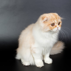Fototapeta premium Fold long-haired ginger cat on a black background, studio photo