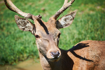 Deer Head Closeup ( Cervidae Family )