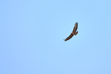 Buzzard ( Buteo Buteo )  in Flight 
