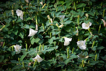 Fototapeta na wymiar Datura Arborea Flowers ( Solanaceae Family )
