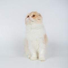 Fototapeta premium Fold long-haired ginger cat on a white background, studio photo