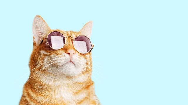 cat with sunglass funny animal poster room decor ideas
