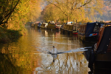Fototapeta premium Patrolling the Morning on the Canal