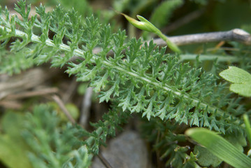 Achillea millefolium