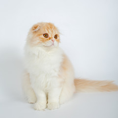 Fototapeta premium Fold long-haired ginger cat on a white background, studio photo