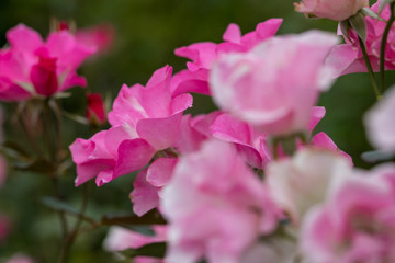 バラの花　千葉県八千代市　日本