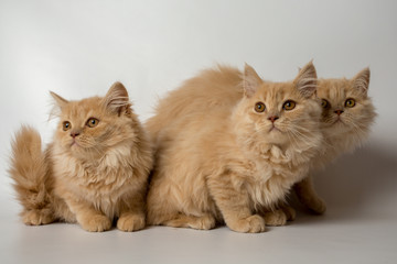 Fototapeta na wymiar British longhair cat, kittens, red, isolated, photo studio