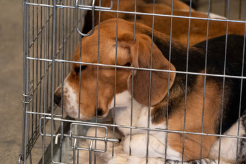 experiment Beagle dog in a cage