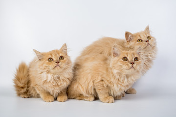 Fototapeta premium British longhair cat, kittens, red, isolated, photo studio
