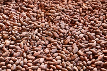 Cocoa beans in a pile to be processed