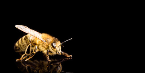 Macro d& 39 abeille à miel, isolée sur fond noir. Notion d& 39 abeille. Espace de copie à droite