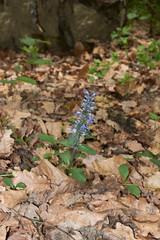 Ajuga reptans