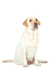 Labrador dog isolated on white background