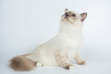 Fototapeta premium Sacred Birman Cat, birma isolated on a white background, studio photo