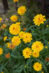 Coreopsis grandiflora 