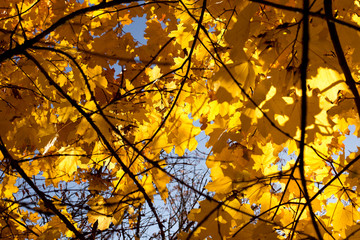 Bright autumn leaves