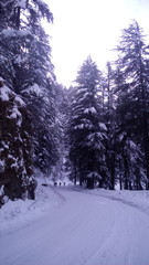 winter landscape with trees