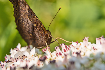 A butterfly on a white flower sucks nectar. |
