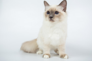 Fototapeta premium Sacred Birman Cat, birma isolated on a white background, studio photo