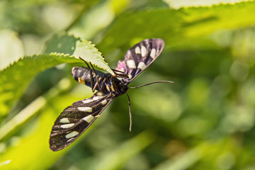 black butterfly with spread wings on green leaf