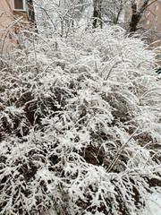 White fluffy snow lies on a bush