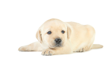 Labrador puppy isolated on white background