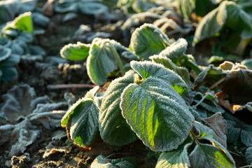 bushes of garden strawberries, the leaves of which are covered with hoarfrost from the first frost...