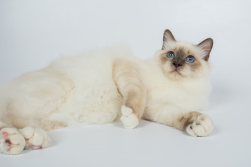 Sacred Birman Cat, birma isolated on a white background, studio photo