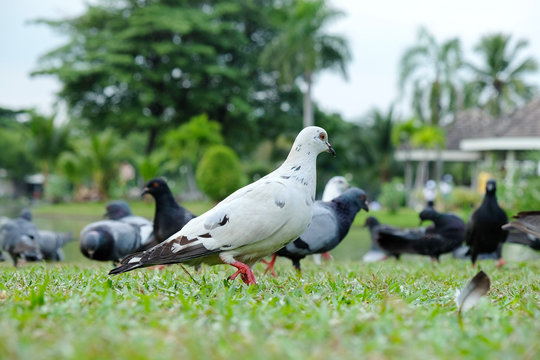 White doves beautiful in the flock