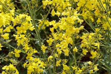  Yellow oilseed rape flowers. Flowering rapeseed. Cultivation of oilseeds.
