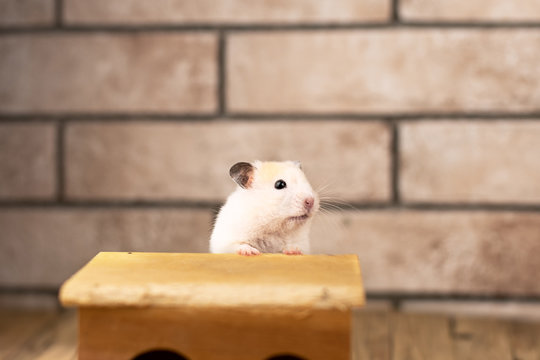 Hamster With Wooden House