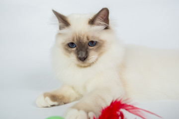 Sacred Birman Cat, birma isolated on a white background, studio photo