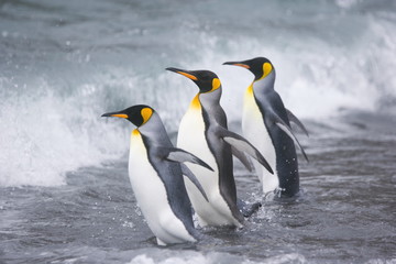 Fototapeta na wymiar Three king penguins head into the ocean