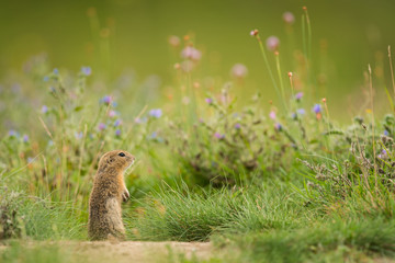 Naklejka na ściany i meble Cute ground squirrel in the natural environment, wildlife, natural habitat, Europe, Spermophilus citellus, close up