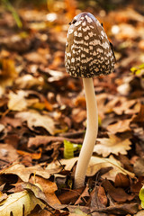 Close-up picture of mushroom and autumn leafs in forest.