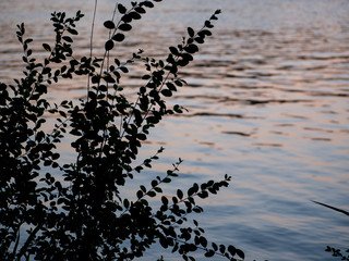 Tree silhouette with water in background reflecting golden hour light .