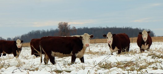 Herford cows rooting through the snow for feed